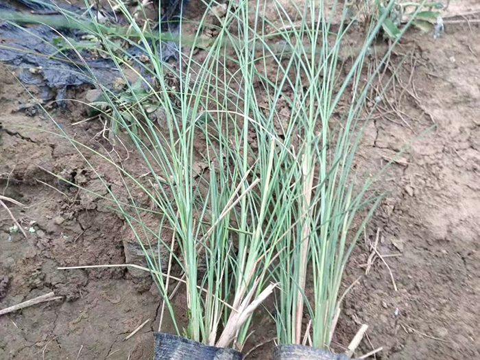 多芽細(xì)葉芒